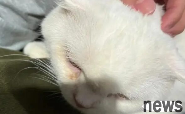 There are 3 cat petting techniques that no kitten will refuse! Kittens are suitable!