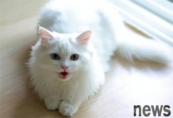 The cat level ranking list is released. Let’s see which level your cat is on?