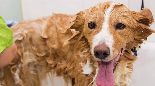 What should you pay attention to when bathing your dog? It is necessary to understand