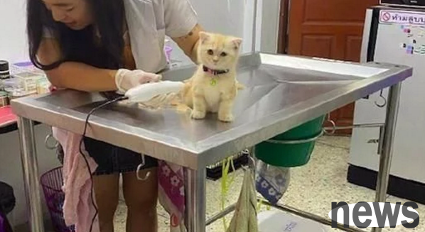 The kitten shaved his hair for the first time, and he sat on the stage and his eyes were empty and motionless. Who am I?