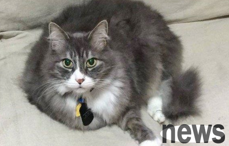 The senior vice president loses his job and the 11-year-old cat is adopted by a kind-hearted couple